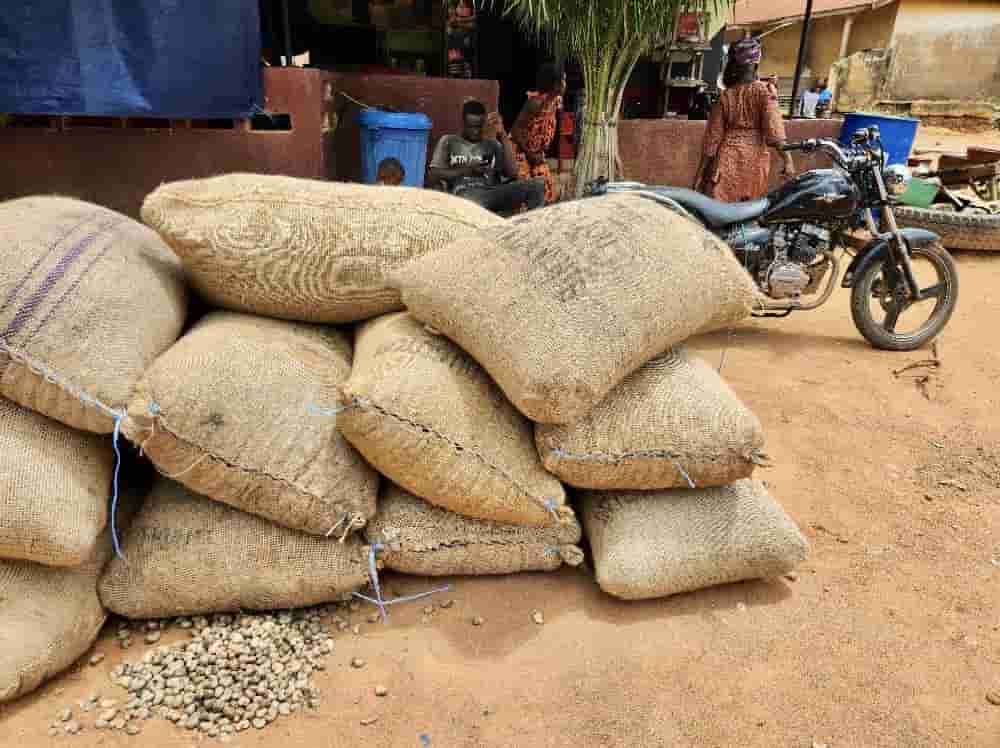 CCA : mobilisation nationale pour écouler les stocks de cajou