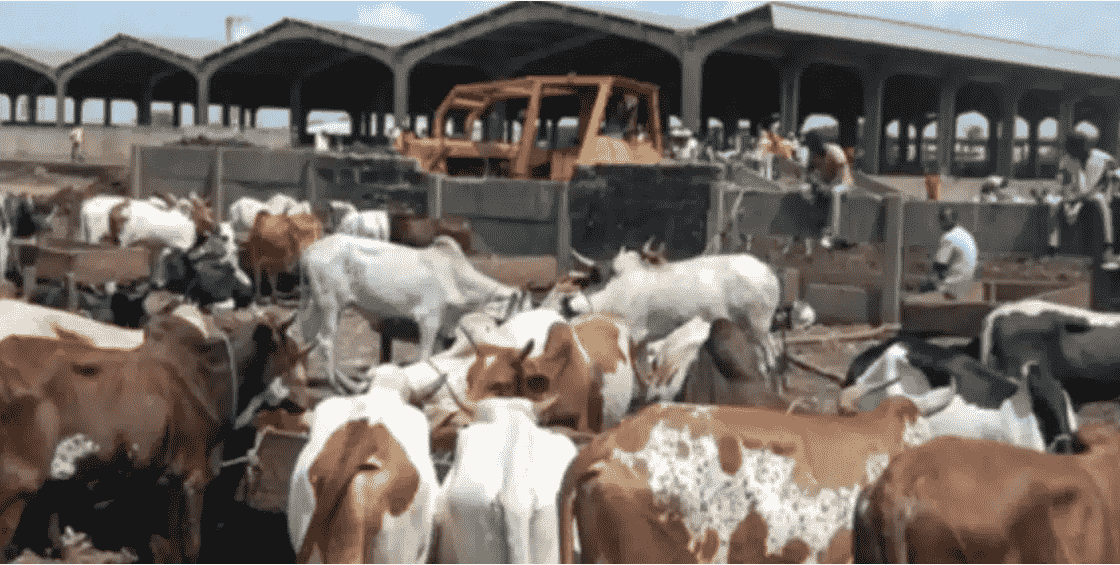 Côte d’Ivoire: le parc à bétail de l’abattoir de Port-Bouët délocalisé à Adjamé